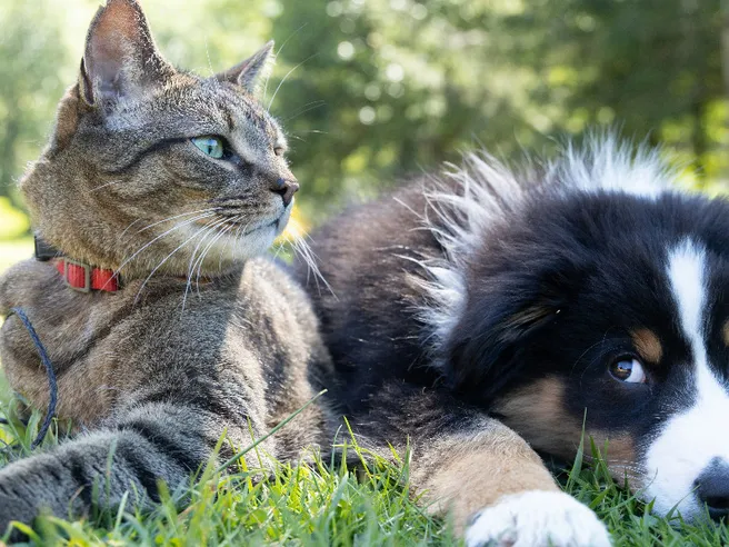 Pet care troppo caro: sempre più animali senza casa