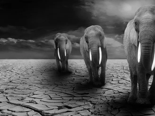 Altro che letteracce da Bruxelles, Padoan ha paura dei mercati. E Subacchi (Chatham House) avverte: banche italiane sono l’Elephant Room nella stanza