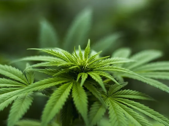 Anche Justin Bieber investe nella cannabis: in vendita in California gli spinelli “Peaches”