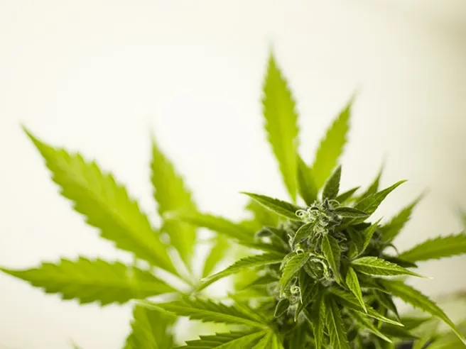 Cannabis: la reazione della startup, ora si guarda all’estero (Video-Intervista)