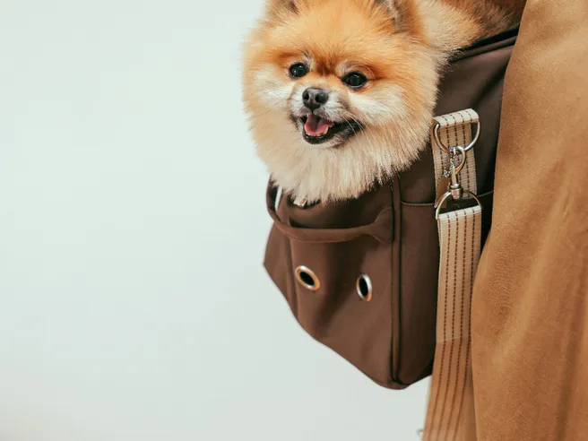 Viaggiare con animali: le regole e i consigli per spendere poco