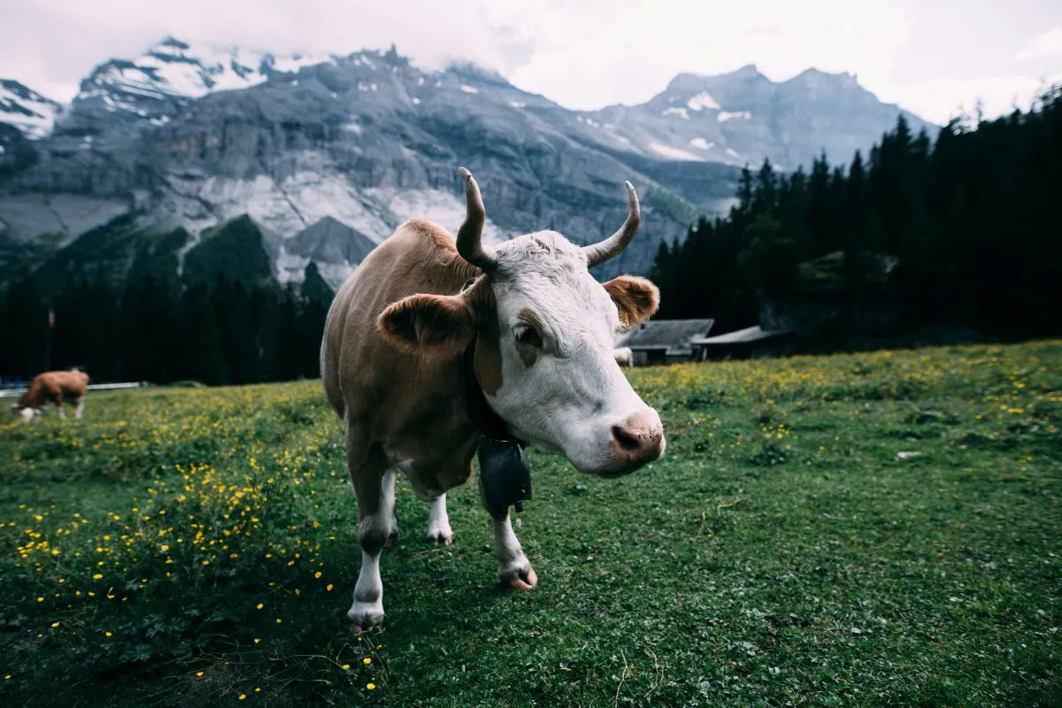 Crisi in Svizzera per i dazi USA: mucche da abbattere e orologi in saldo