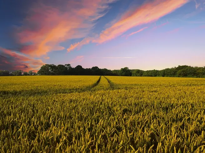 La nuova rivoluzione arriva dai campi: l’agricoltura 2.0 coltiva lavoro e idee innovative