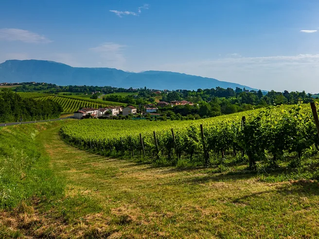 Le colline del Prosecco ora patrimonio dell’Umanità, ‘Il made in Italy’ festeggia
