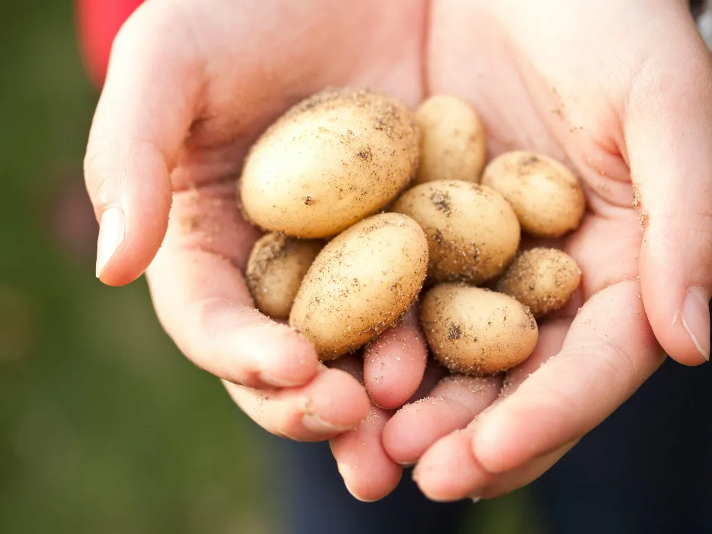 Il peso di un chilo di patate: come beni alimentari comuni mettono in crisi le grandi potenze
