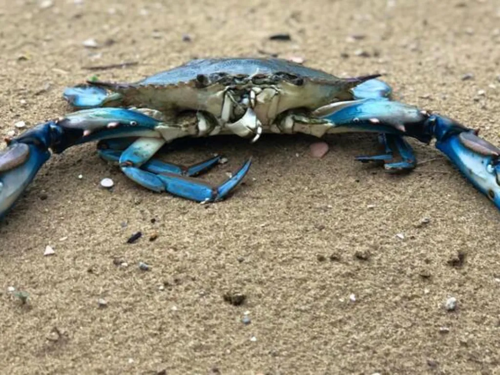 Granchio blu, Emilia-Romagna rimborsata parzialmente