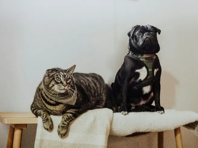 Affitto e animali domestici: il proprietario può vietarli?