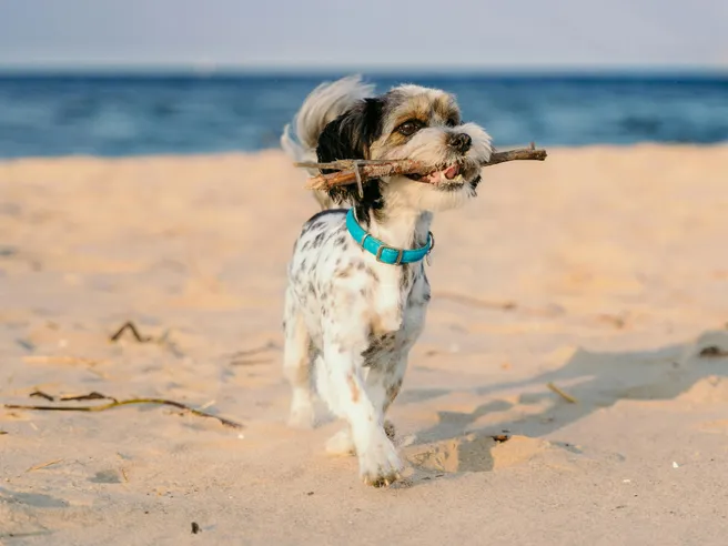 Vacanze e animali: quanto costa portarli con sé