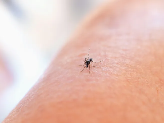 West Nile nel Lazio: boom di vendite di zanzariere per proteggersi dal virus